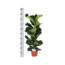 Ficus Lyrata - Ø21cm - ↕90cm in Vibes ROZE pot
