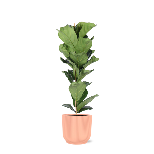 Ficus Lyrata - Ø21cm - ↕90cm in Vibes ROZE pot