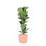 Ficus Lyrata - Ø21cm - ↕90cm in Vibes ROZE pot