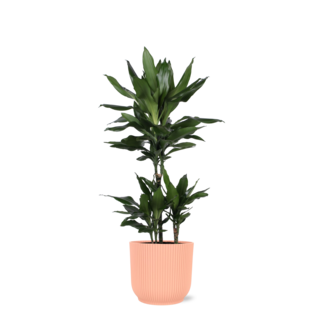 Dracaena Janet Lind Ø21cm - ↕90cm in Vibes ROZE pot