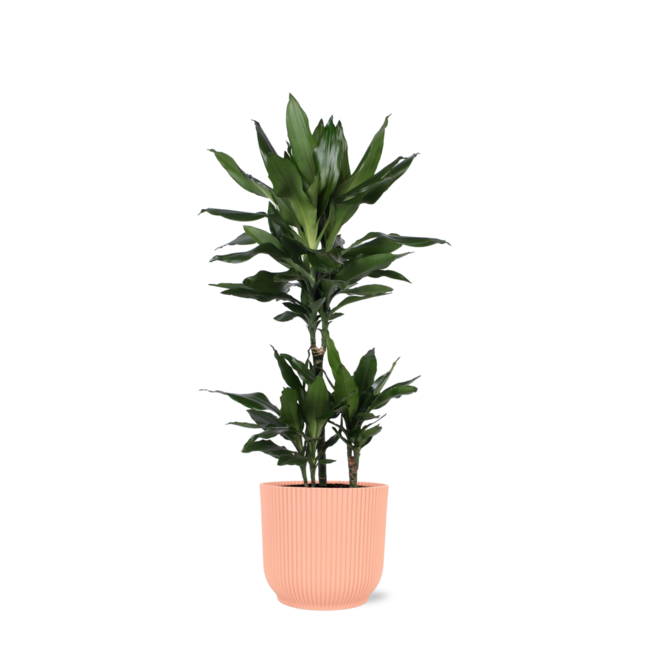 Dracaena Janet Lind Ø21cm - ↕90cm in Vibes ROZE pot