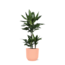 Dracaena Janet Lind Ø21cm - ↕90cm in Vibes ROZE pot