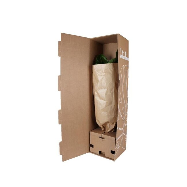 Dracaena Janet Lind Ø21cm - ↕90cm in Vibes ROZE pot