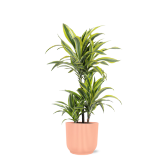 Dracaena Lemon Lime Ø21cm - ↕65cm in Vibes ROZE pot