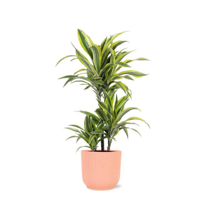 Dracaena Lemon Lime Ø21cm - ↕65cm in Vibes ROZE pot