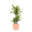 Dracaena Lemon Lime Ø21cm - ↕65cm in Vibes ROZE pot