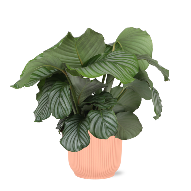 Calathea Orbifolia Ø21cm - ↕70cm in Vibes ROZE pot