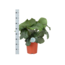 Calathea Orbifolia Ø21cm - ↕70cm in Vibes ROZE pot