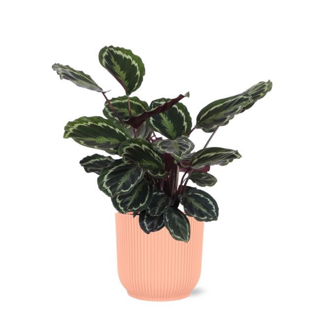 Calathea Medaillon Ø21cm - ↕70cm in Vibes ROZE