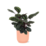Calathea Medaillon Ø21cm - ↕70cm in Vibes ROZE