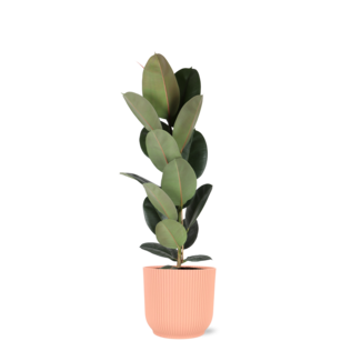 Ficus Elastica Robusta - Ø21cm - ↕90cm in Vibes ROZE pot