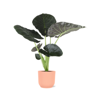 Alocasia Regal Shield Ø21cm - ↕100cm in Vibes ROZE pot