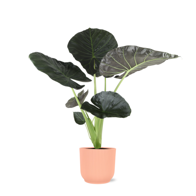 Alocasia Regal Shield Ø21cm - ↕100cm in Vibes ROZE pot
