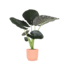 Alocasia Regal Shield Ø21cm - ↕100cm in Vibes ROZE pot