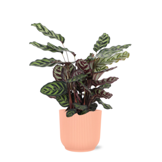 Calathea Makoyana Ø21cm - ↕70cm in Vibes ROZE pot