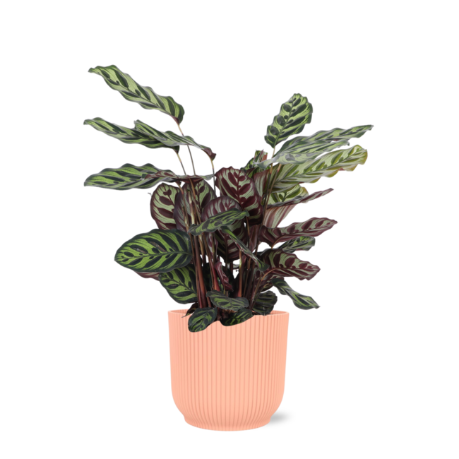 Calathea Makoyana Ø21cm - ↕70cm in Vibes ROZE pot