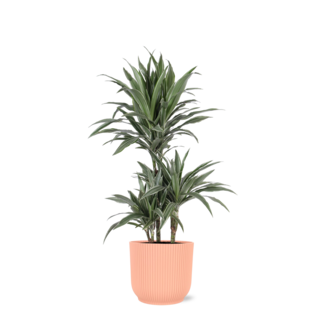 Dracaena Warneckii Ø21cm - ↕65cm in Vibes ROZE pot