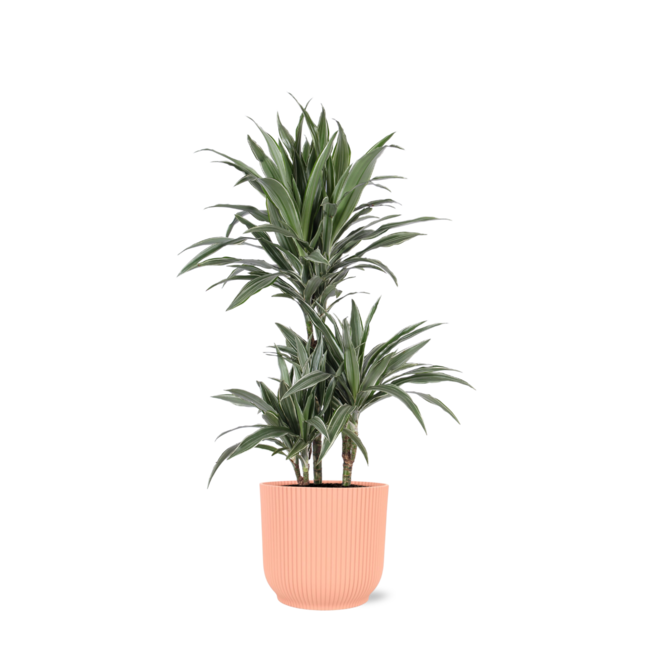 Dracaena Warneckii Ø21cm - ↕65cm in Vibes ROZE pot