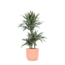 Dracaena Warneckii Ø21cm - ↕65cm in Vibes ROZE pot