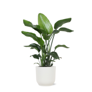 Strelitzia Nicolai - Ø21cm - ↕80cm in Vibes WIT pot
