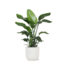 Strelitzia Nicolai - Ø21cm - ↕80cm in Vibes WIT pot