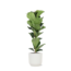 Ficus Lyrata - Ø21cm - ↕90cm in Vibes WIT pot