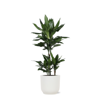 Dracaena Janet Lind Ø21cm - ↕90cm in Vibes WIT pot