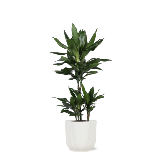Dracaena Janet Lind Ø21cm - ↕90cm in Vibes WIT pot