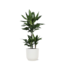 Dracaena Janet Lind Ø21cm - ↕90cm in Vibes WIT pot