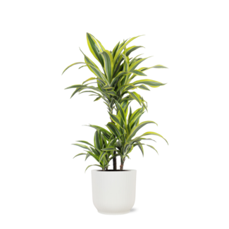 Dracaena Lemon Lime Ø21cm - ↕65cm