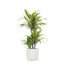 Dracaena Lemon Lime Ø21cm - ↕65cm
