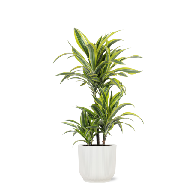 Dracaena Lemon Lime Ø21cm - ↕65cm