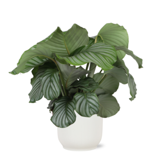 Calathea Orbifolia Ø21cm - ↕70cm in Vibes WIT pot