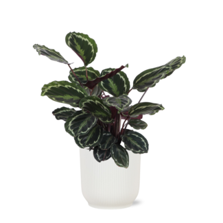Calathea Medaillon Ø21cm - ↕70cm in Vibes WIT pot