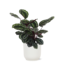 Calathea Medaillon Ø21cm - ↕70cm in Vibes WIT pot