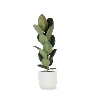 Ficus Elastica Robusta - Ø21cm - ↕90cm in Vibes WIT pot