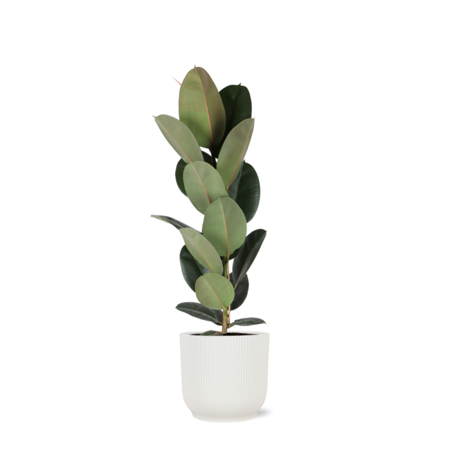 Ficus Elastica Robusta - Ø21cm - ↕90cm in Vibes WIT pot