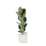 Ficus Elastica Robusta - Ø21cm - ↕90cm in Vibes WIT pot