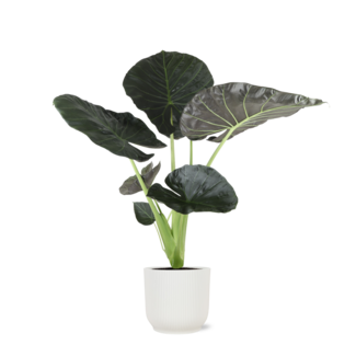 Alocasia Regal Shield Ø21cm - ↕100cm in Vibes WIT pot