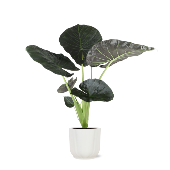 Alocasia Regal Shield Ø21cm - ↕100cm in Vibes WIT pot