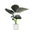 Alocasia Regal Shield Ø21cm - ↕100cm in Vibes WIT pot