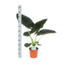 Alocasia Regal Shield Ø21cm - ↕100cm in Vibes WIT pot