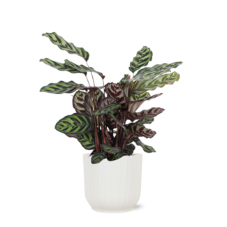 Calathea Makoyana Ø21cm - ↕70cm in Vibes WIT pot