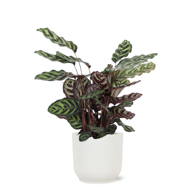 Calathea Makoyana Ø21cm - ↕70cm in Vibes WIT pot