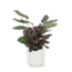 Calathea Makoyana Ø21cm - ↕70cm in Vibes WIT pot