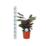 Calathea Makoyana Ø21cm - ↕70cm in Vibes WIT pot