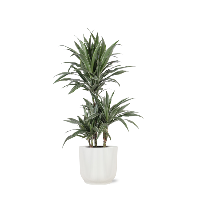 Dracaena Warneckii Ø21cm - ↕65cm in Vibes WIT pot