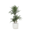 Dracaena Warneckii Ø21cm - ↕65cm in Vibes WIT pot