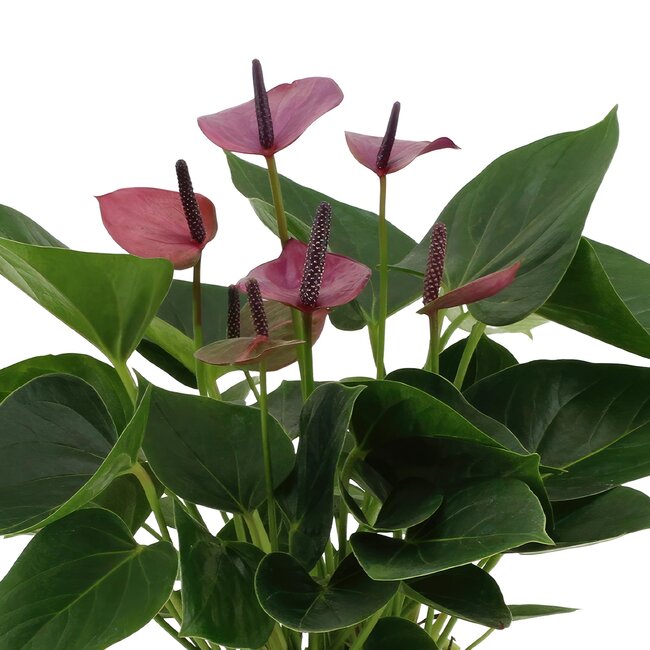 Anthurium andreanum Baby Purple incl. PURE zink - 45cm - Ø12
