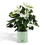 Anthurium andreanum Namora incl. PURE zink - 45cm - Ø12